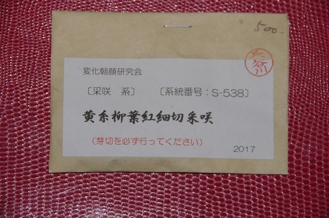 変化朝顔を育てる。出物がでるかな～黄糸柳葉紅細切糸咲