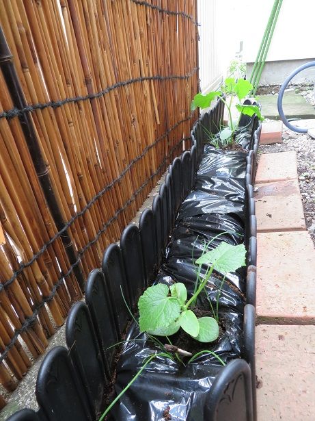 壁際農園 2019夏 キュウリの苗を植えた