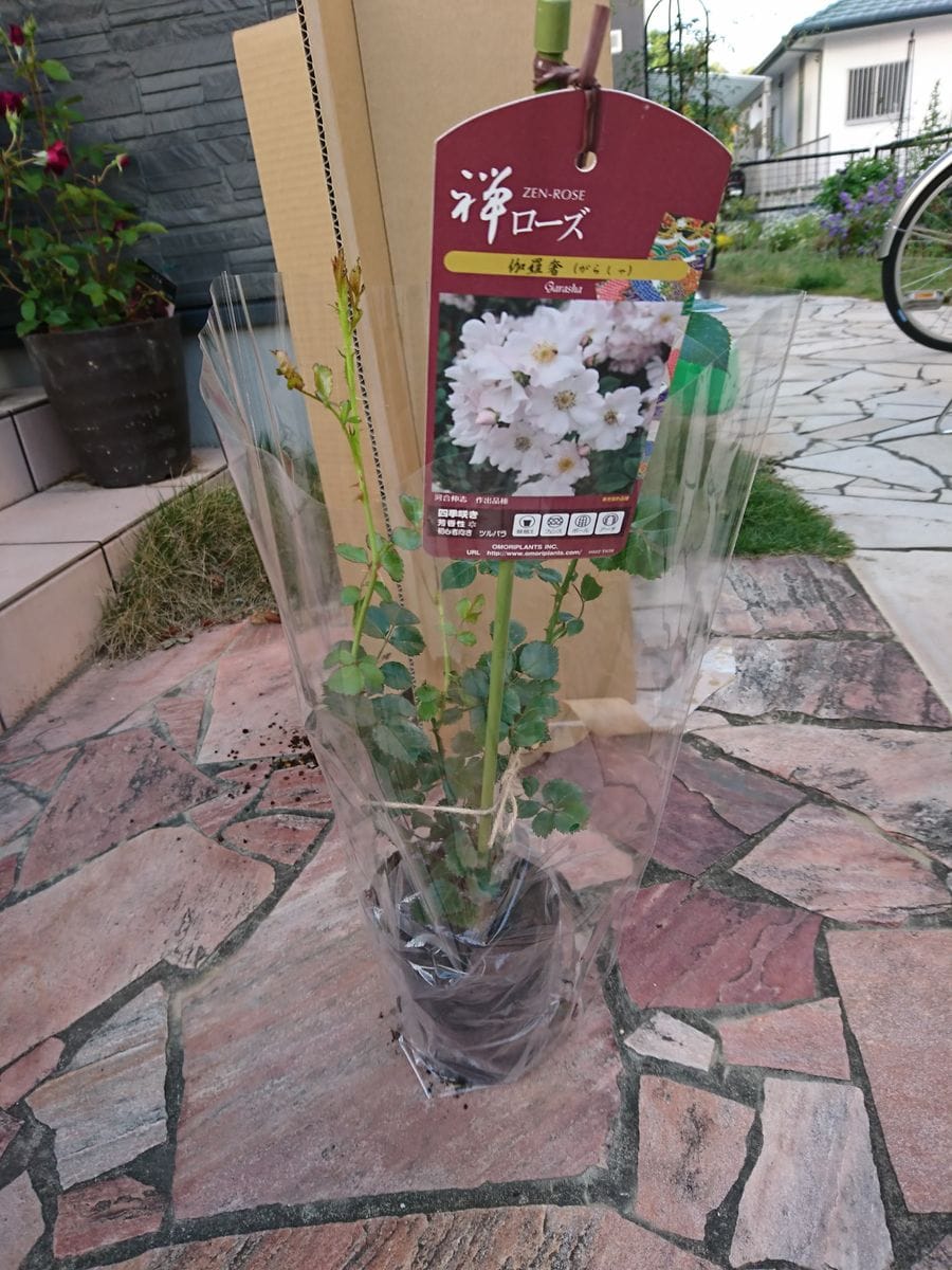 ガラシャを鉢植えで育ててみます