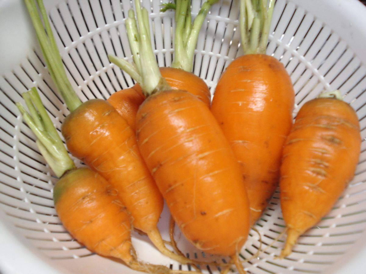 🥕生活（🥕活）始めます🥕🥕🐰 庭の方の🥕を収穫です。