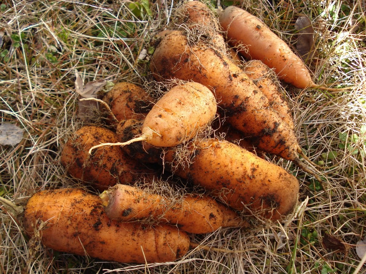 🥕生活（🥕活）始めます🥕🥕🐰 庭の🥕を半分ほど抜きました😄