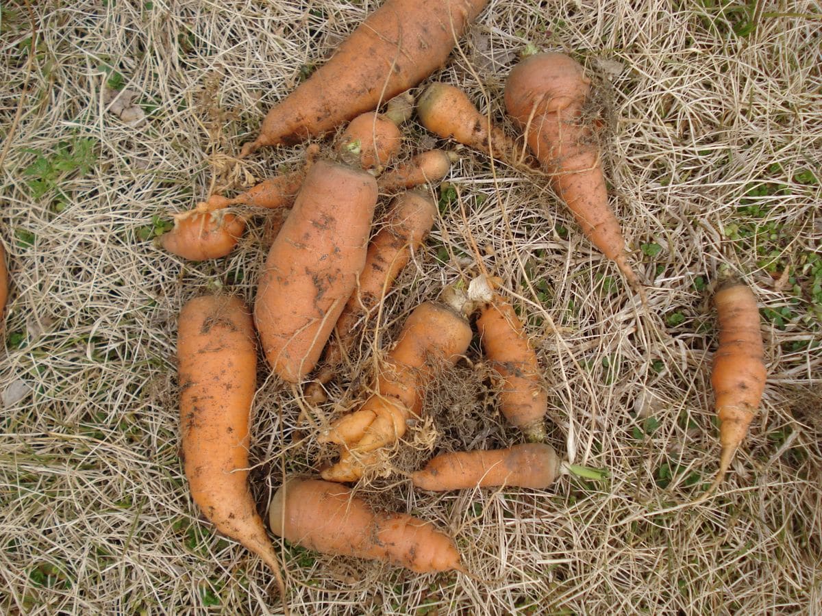 🥕生活（🥕活）始めます🥕🥕🐰 最後の🥕の収穫~✨✨