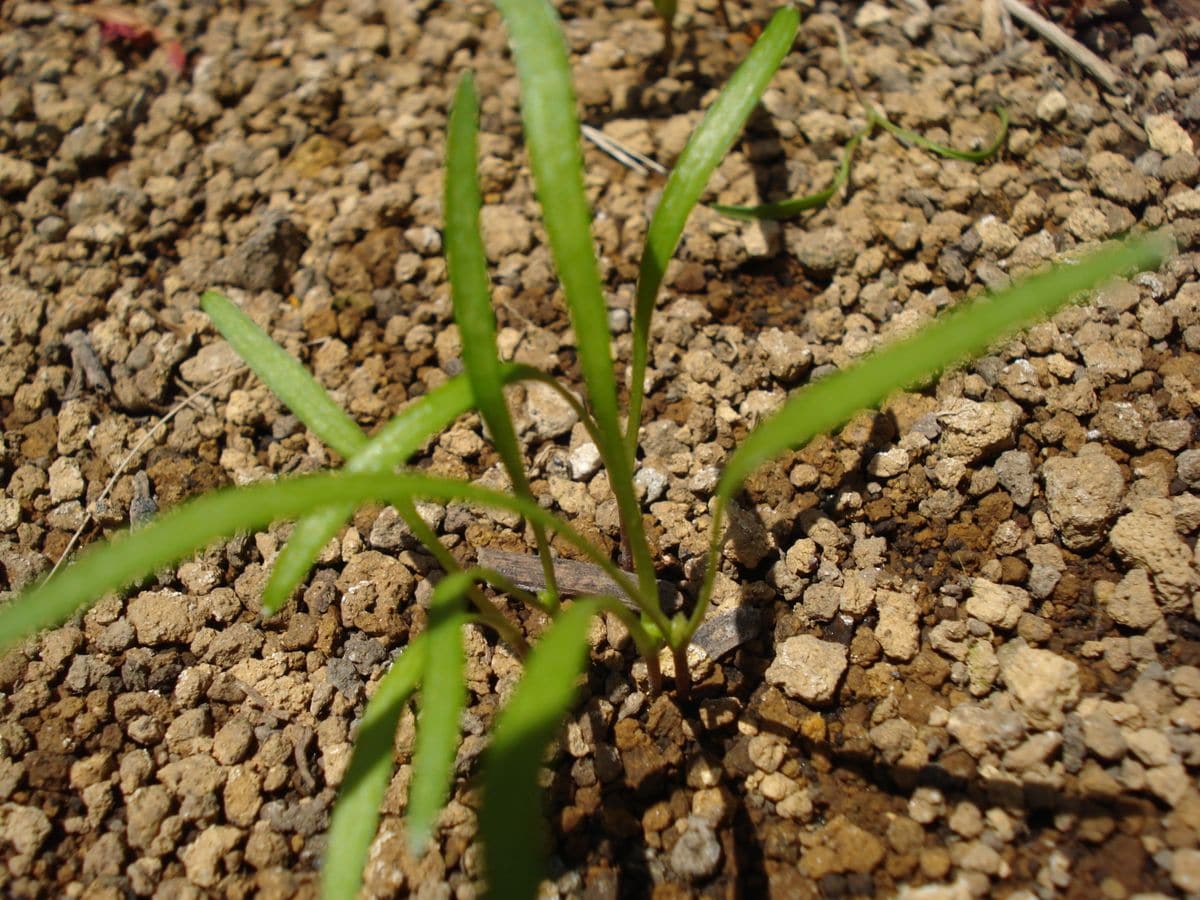 🥕生活（🥕活）始めます🥕🥕🐰 ３㎝くらいの高さになりました🌱