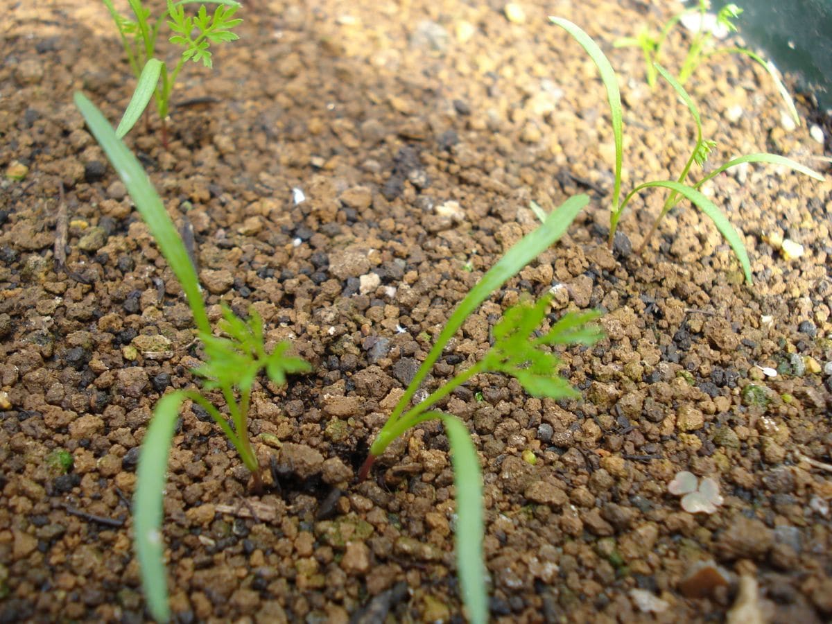 🥕生活（🥕活）始めます🥕🥕🐰 １回目の間引きです😊