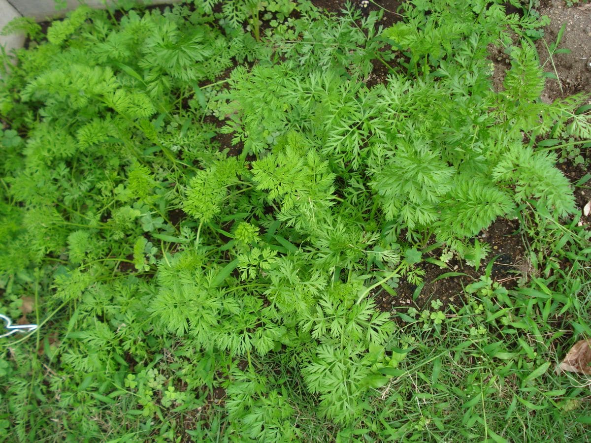 🥕生活（🥕活）始めます🥕🥕🐰 ちなみに相方の花壇の方のニンジン苗です