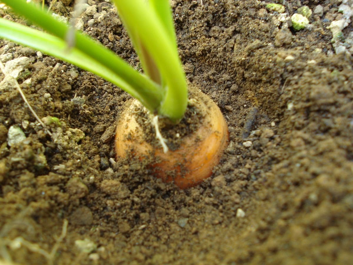 🥕生活（🥕活）始めます🥕🥕🐰 🥕が出来てきた～✨✨