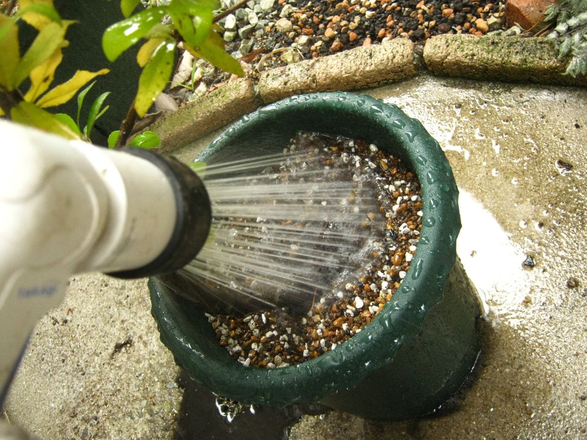 どんぐりの木（常緑樹）の植え替え 水で土を馴染ませる