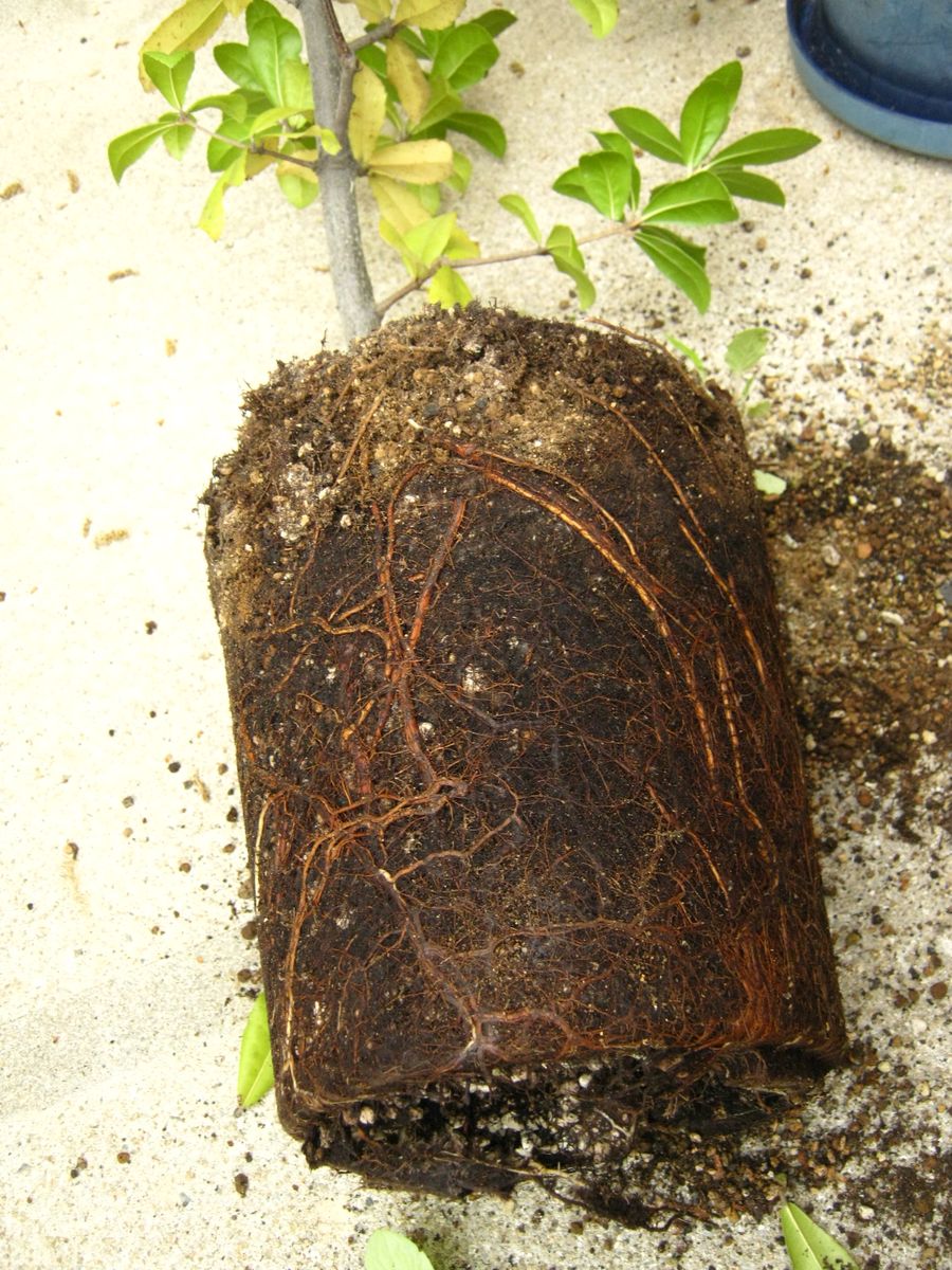 どんぐりの木（常緑樹）の植え替え 抜いたところ