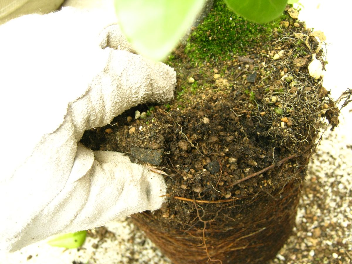 どんぐりの木（常緑樹）の植え替え 表面の土を落とします