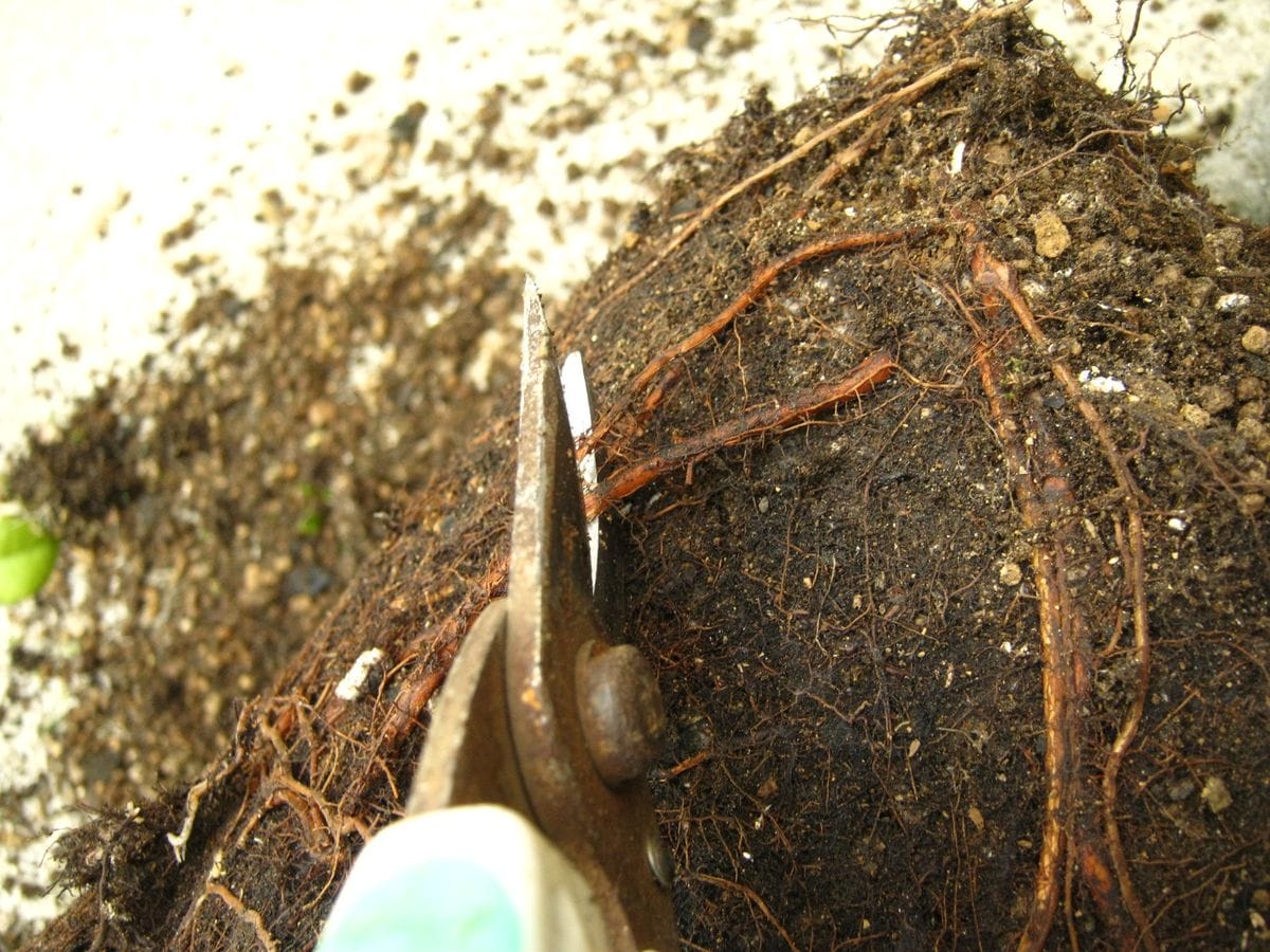 どんぐりの木（常緑樹）の植え替え 側面の根を切る