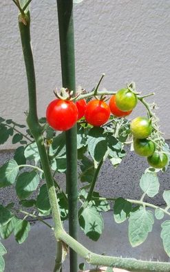 美味しいミニトマトを栽培する ミニトマト収穫間近です