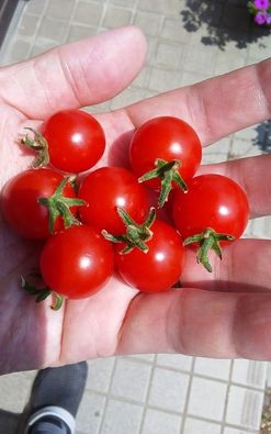 美味しいミニトマトを栽培する ミニトマト収穫しました