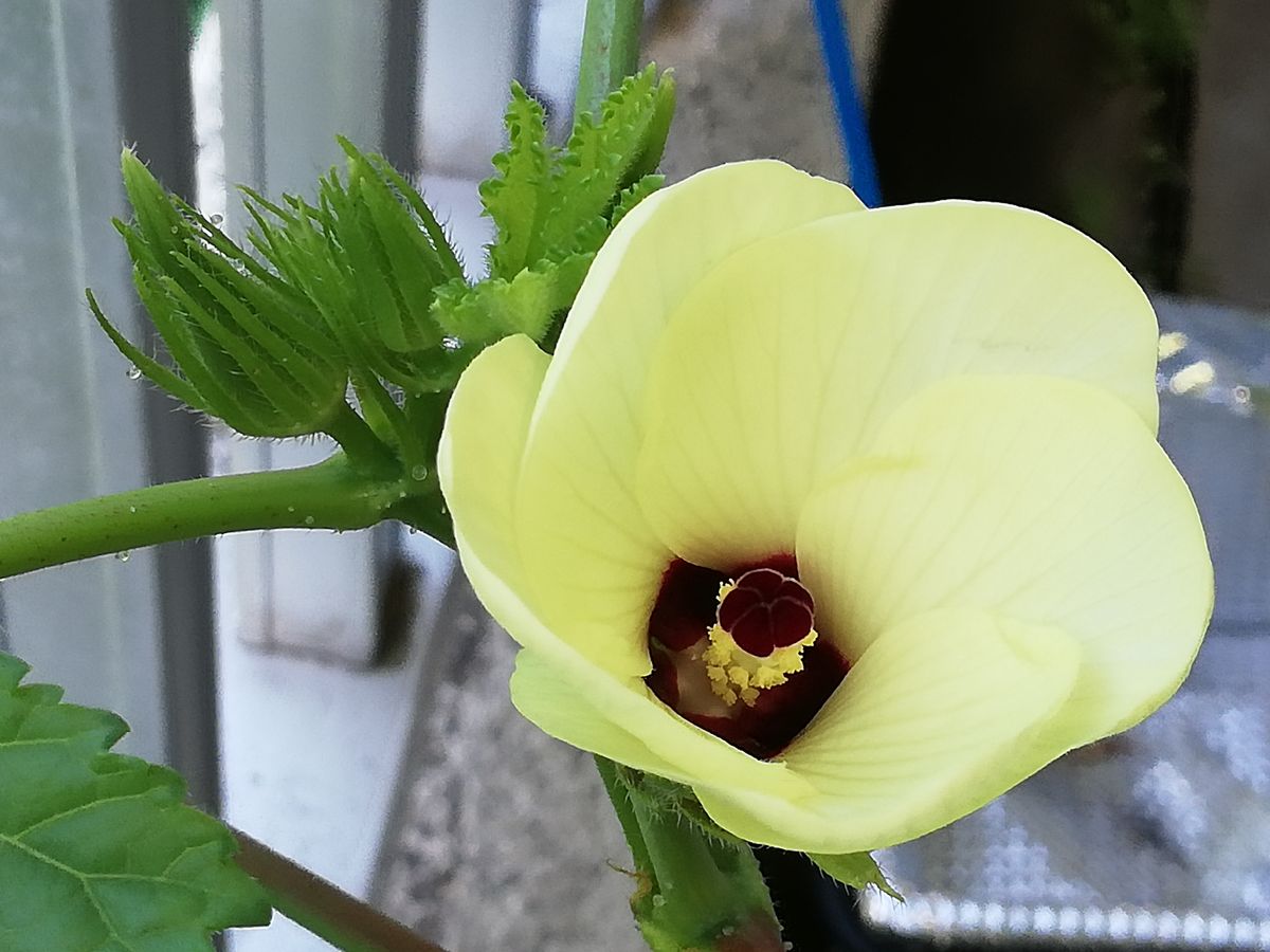 オクラ🌱種から水耕栽培 オクラの花が咲く