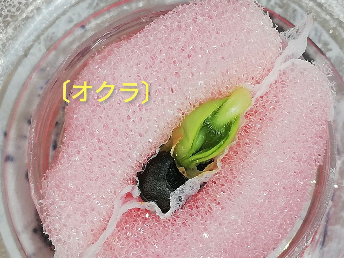 オクラ🌱種から水耕栽培 オクラの様子～発芽直前