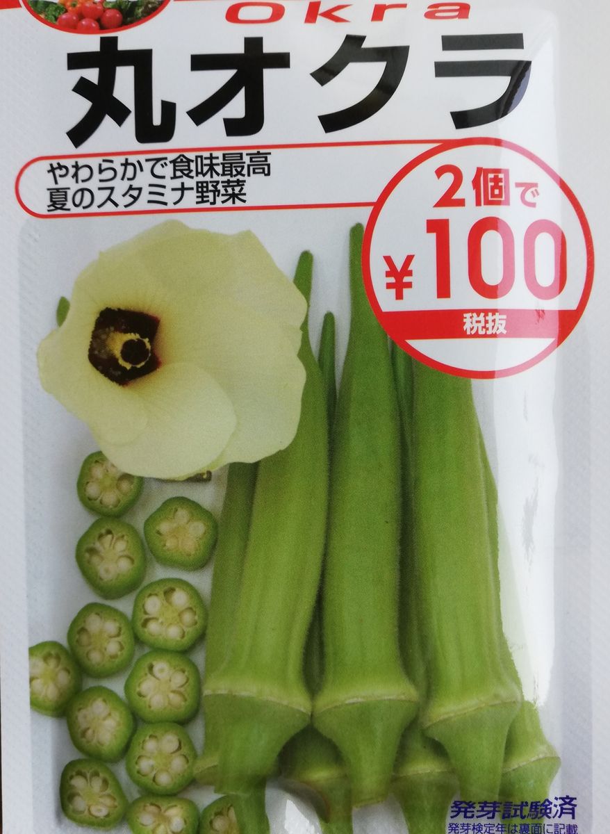 オクラ🌱種から水耕栽培