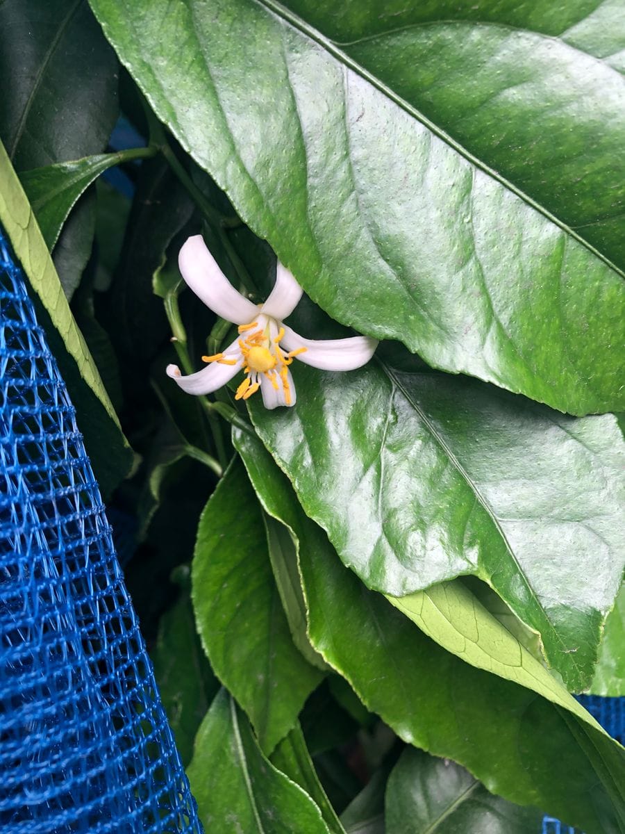 咲いてレモン🍋の花。㊗️初めて咲いた🌸😭😭😭 初めて咲いた！😭😭😭😭