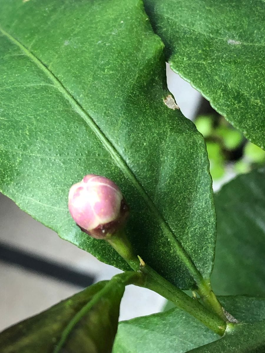 咲いてレモン🍋の花。㊗️初めて咲いた🌸😭😭😭 初めて㊗️つぼみがついた😄