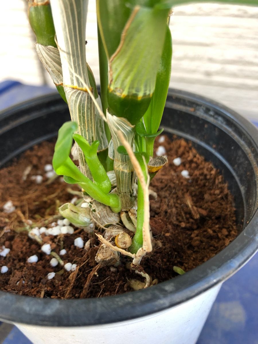 来年も咲くように！ 新芽🌱出てきた