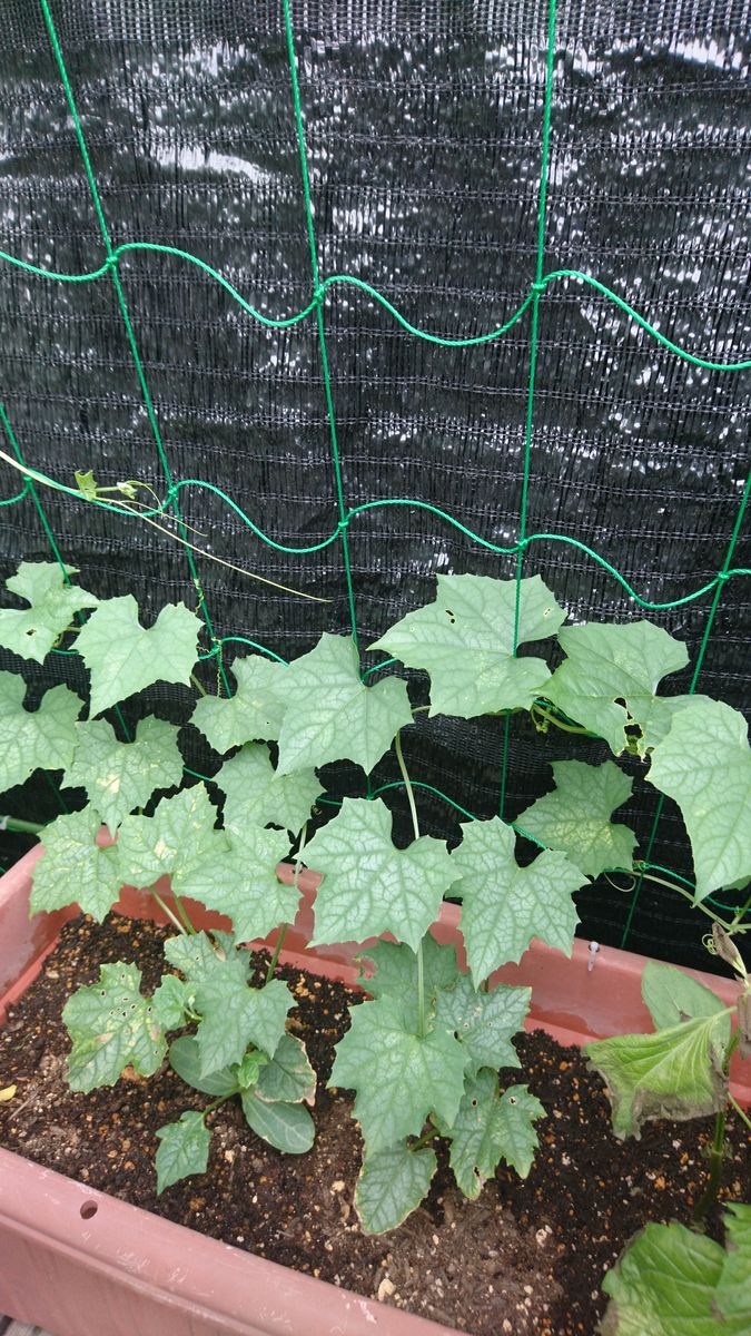 大きくなーれ❗ つる伸びてます🌿