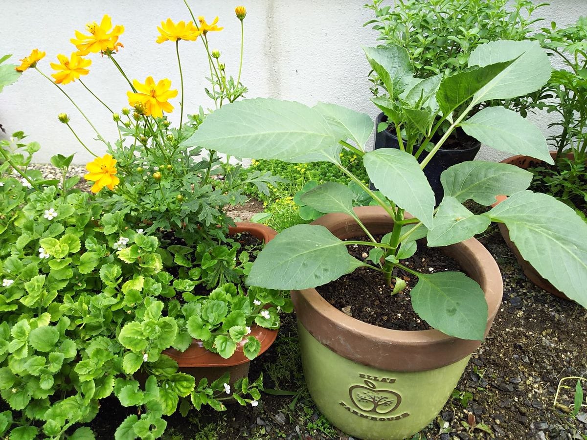 苦手なタネまきにチャレンジ！ダリアのお花は見られるのか！？ 7月7日 背比べ