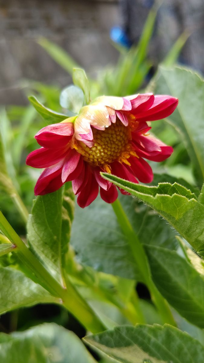 苦手なタネまきにチャレンジ！ダリアのお花は見られるのか！？ 8月4日 開花！