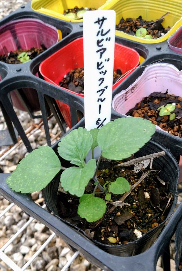 びっぐぶるー 少しずつビッグに