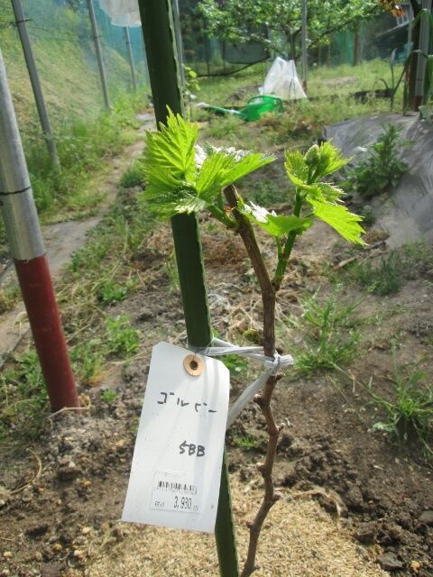 ブドウゴルビーと藤稔の栽培 ゴルビーの花芽