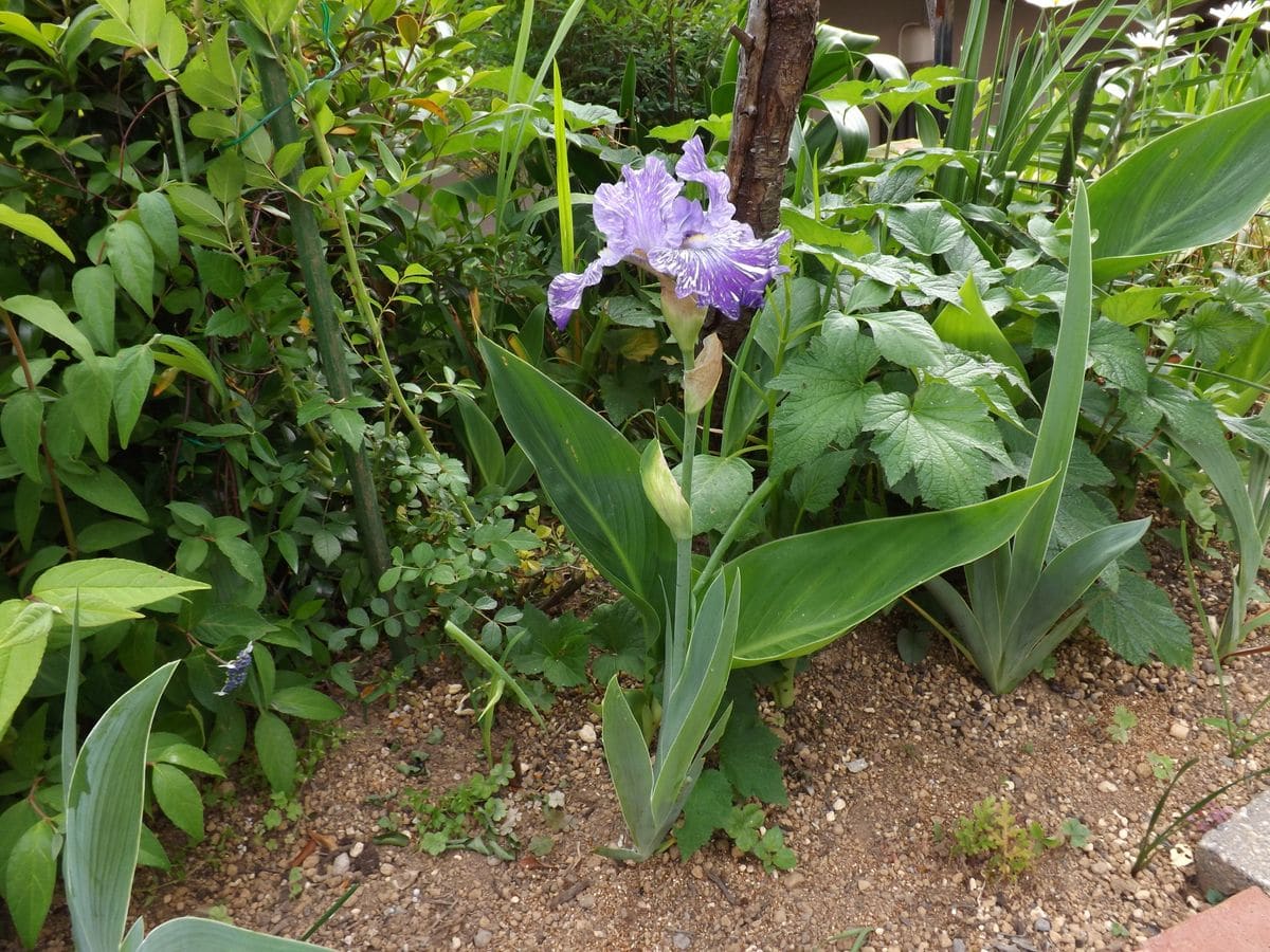 豪華で強健な手間をかけずに楽しめる花に魅せられて五種の株を植えています。 2019.5.27日。五種の一番乗りの花