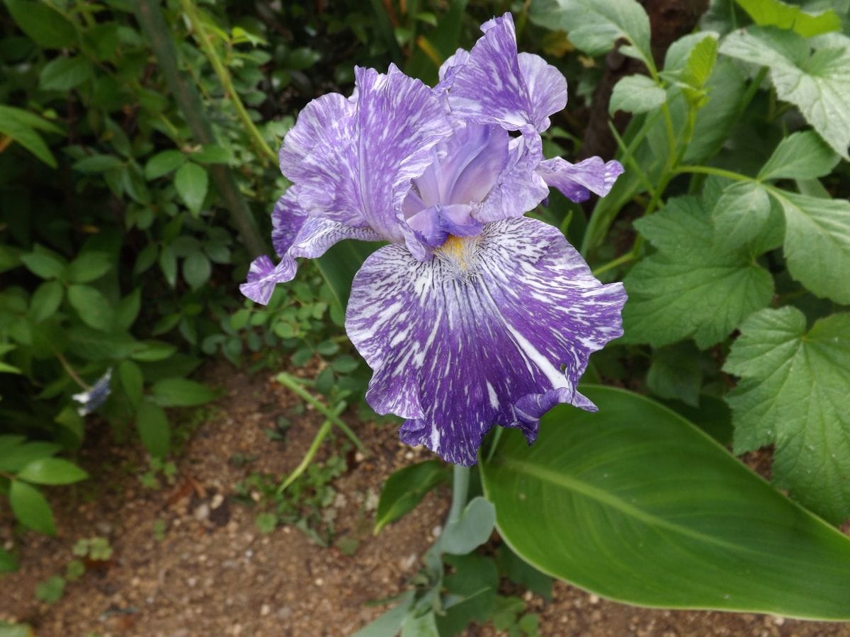 豪華で強健な手間をかけずに楽しめる花に魅せられて五種の株を植えています。 2019.5.27日。一番乗りの花びら