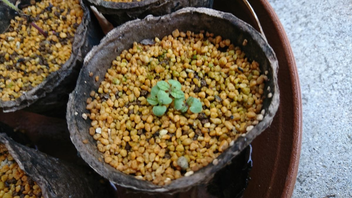 宿根サルビア種から☆ 本葉🌱