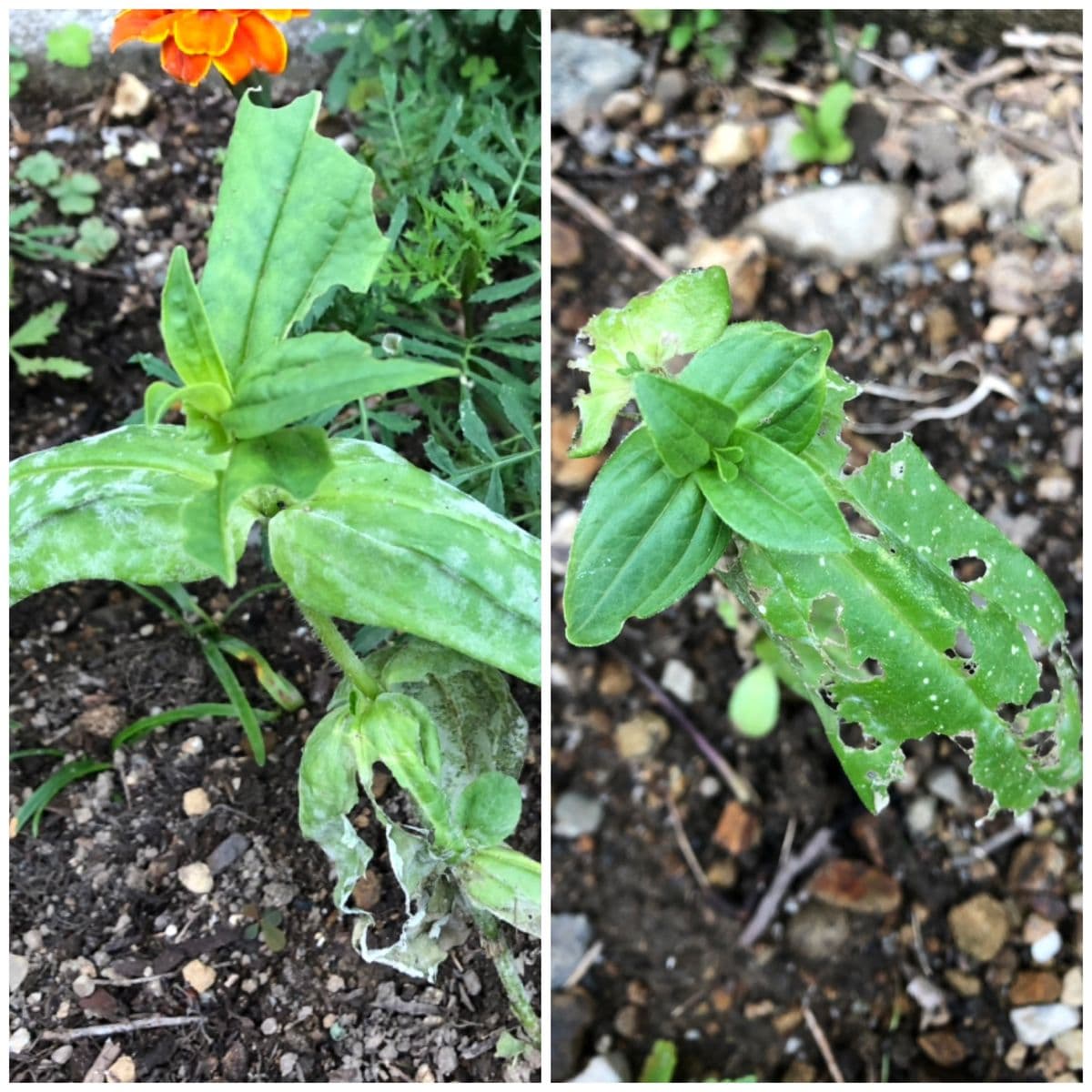 百日草を種から育てる 地植え組