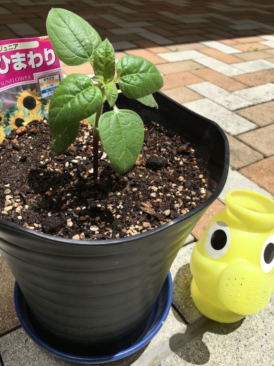 ひまわり観察日記 ひなたぼっこ☀️