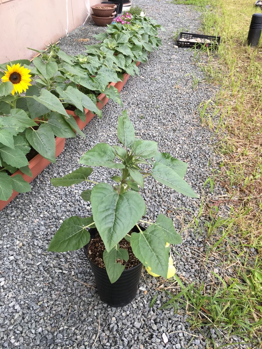 ひまわり観察日記 同期が咲いた🌻