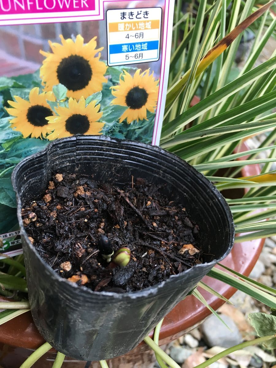 ひまわり観察日記 🌱発芽しました🌱