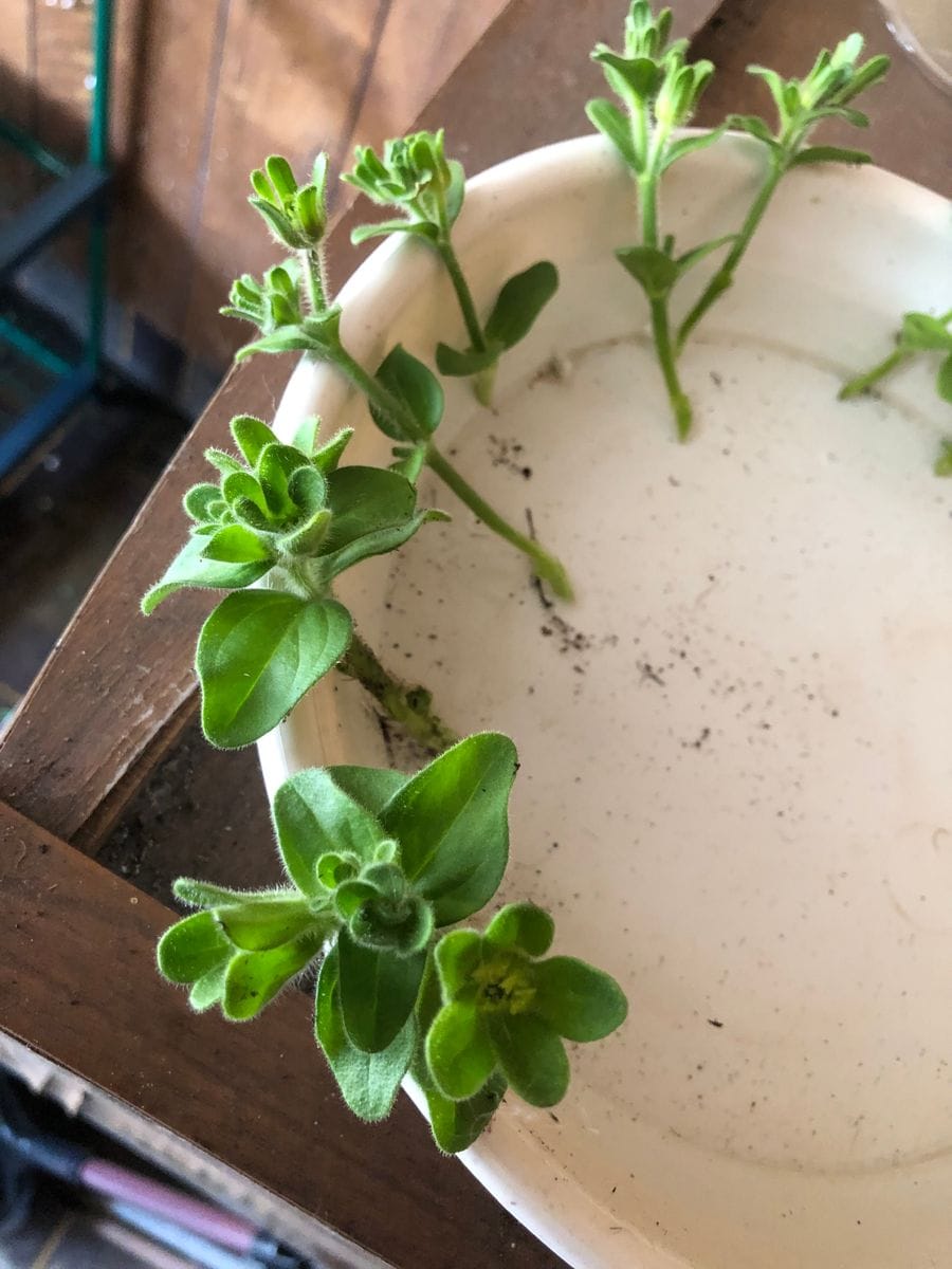 頑張って満開にするぞ！ 挿し芽①