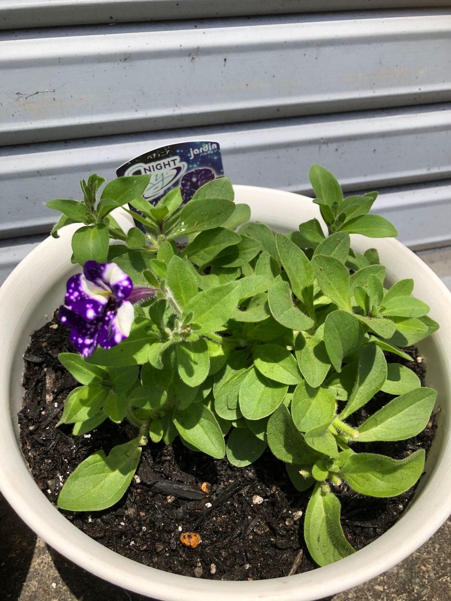 頑張って満開にするぞ！ 挿し芽後ナイトくん