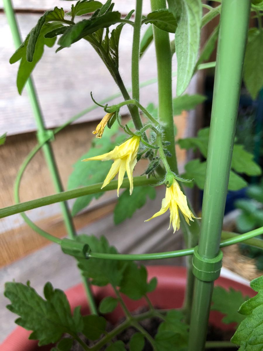 ぷるるん♡美味しいのを食べたーい！ 可愛いお花♡