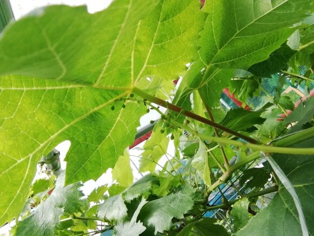 手探り状態のブドウ栽培 　花ぶるい