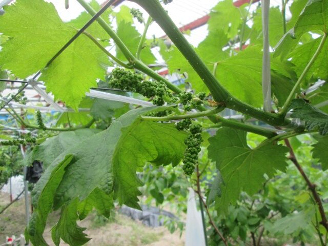 手探り状態のブドウ栽培 巨峰の花房整形