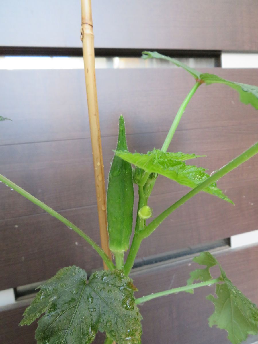 花がきれいで食べられる！！ 実