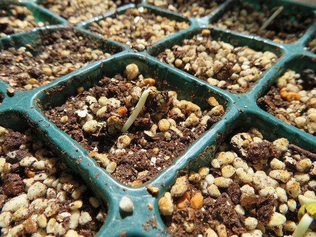 花がきれいで食べられる！！ 5月3日発芽