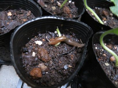 花がきれいで食べられる！！ 5月20日やられた！