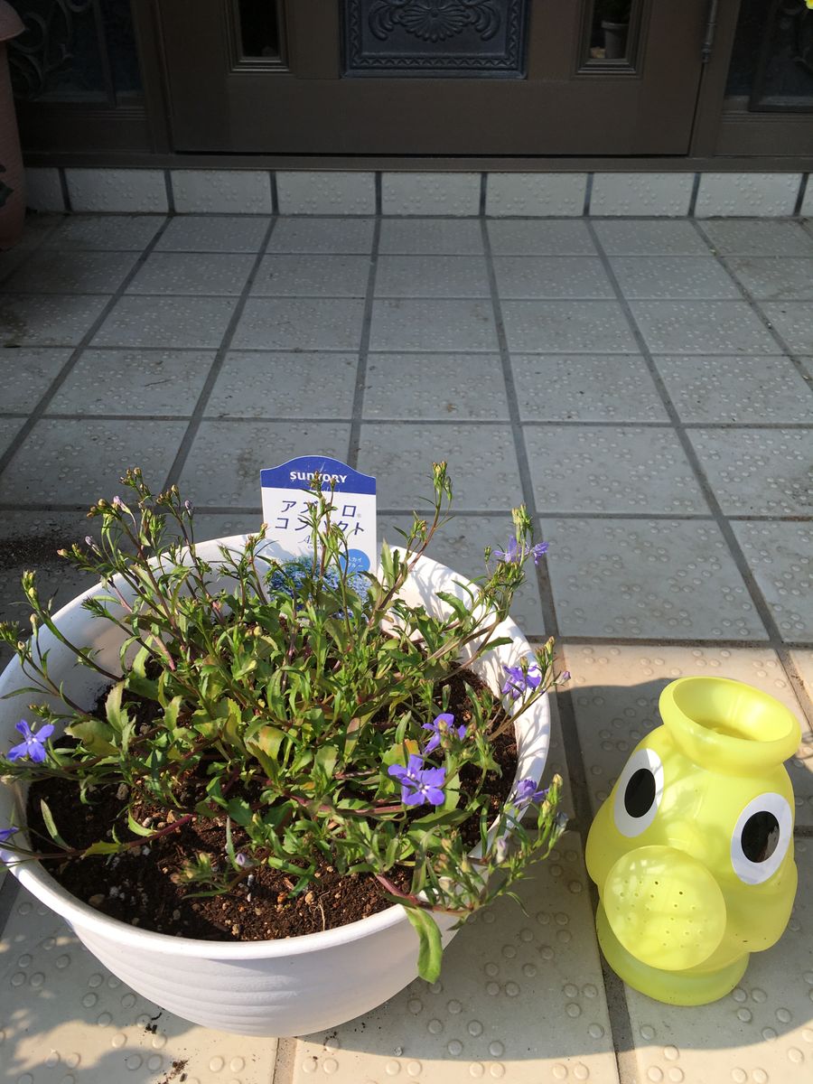 ふんわり咲いてね ロベリア Bちゃん 植えつけ