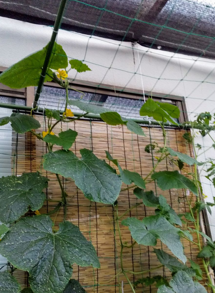 今年も二種類を平行で育てる 摘芯後