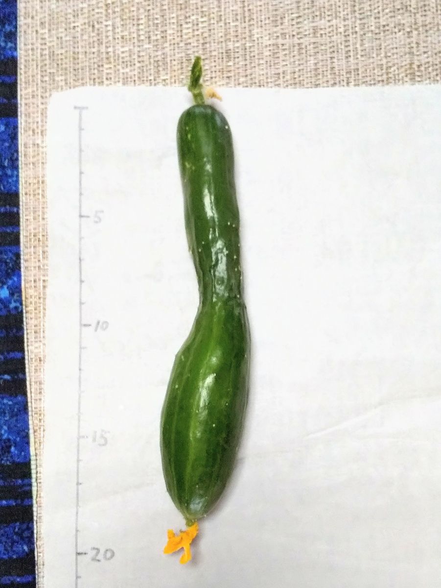 今年も二種類を平行で育てる サントリー本気野菜