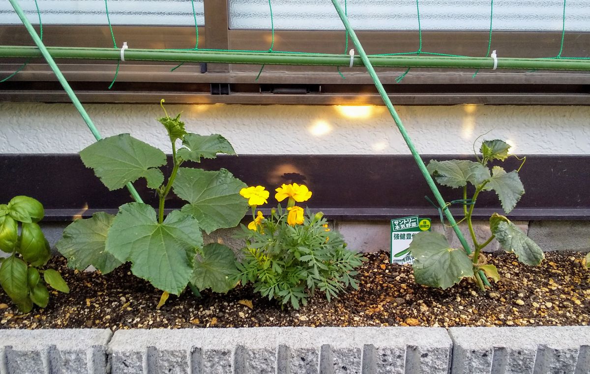 今年も二種類を平行で育てる 植え付けから２週間