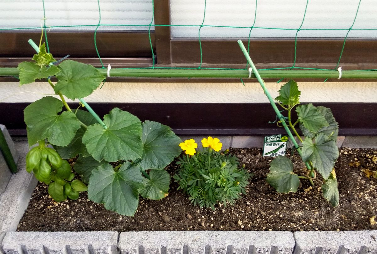 今年も二種類を平行で育てる 脇芽摘み