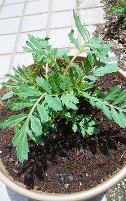 マリーゴールドを種から育てる 花芽が見えてきました