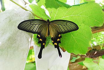 野草『ウマノスズクサ』を小盆栽にしましょう！ 食草について