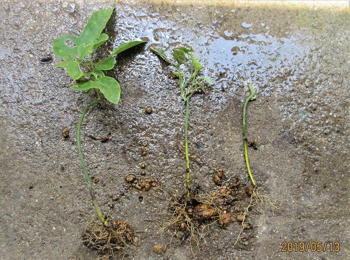 野草『ウマノスズクサ』を小盆栽にしましょう！ ５月１３日　移植と定植。